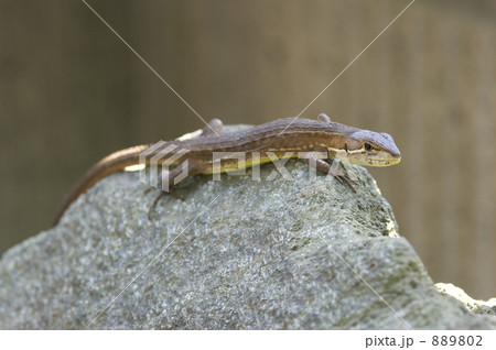 二ホンカナヘビ 889802