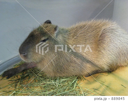 動かない、でも働いてる 889845