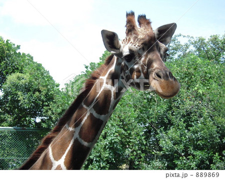 キリンのアップ キリンのアップ 889869