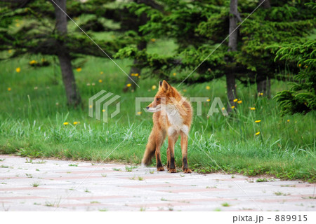 キタキツネ キタキツネ 889915