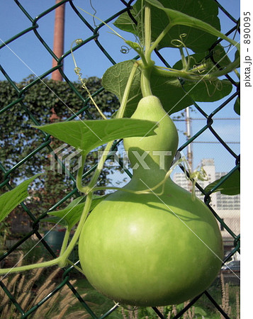 ひょうたんだ！ 890095