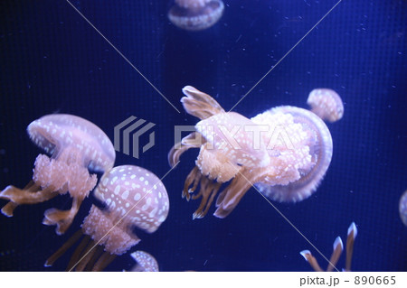 ゆらりゆらり 890665