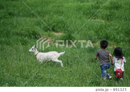 草原でヤギを追う子供 草原でヤギを追う子供 891325
