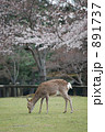 奈良公園の鹿 891737
