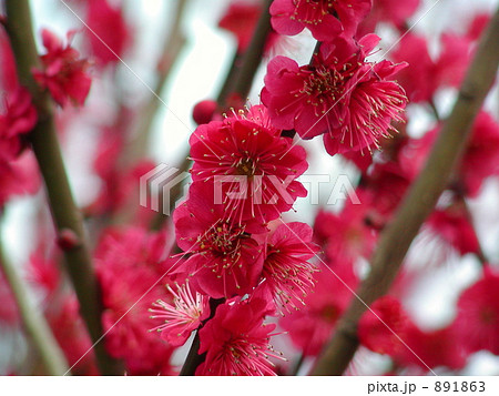 赤い桜の写真素材 1863