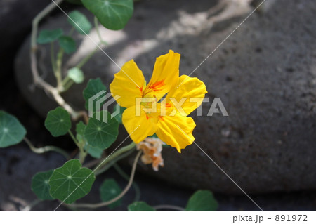 ナスタチウム ナスタチウム 891972