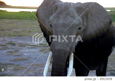 アフリカゾウ 892009