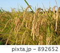 水田と用水路 892652