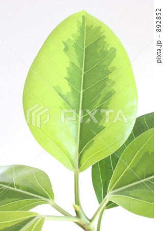 イキイキ葉っぱ 892852