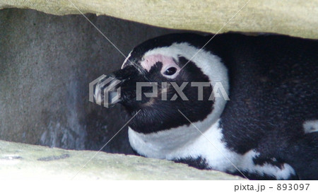 ケープペンギン ケープペンギン 893097
