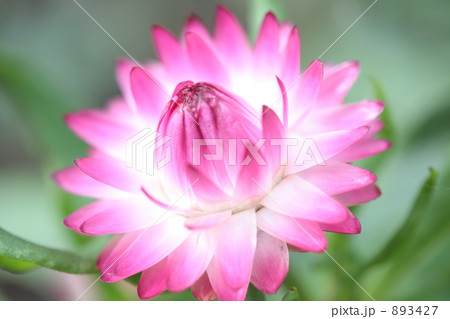 ムギワラギク ムギワラギク 893427