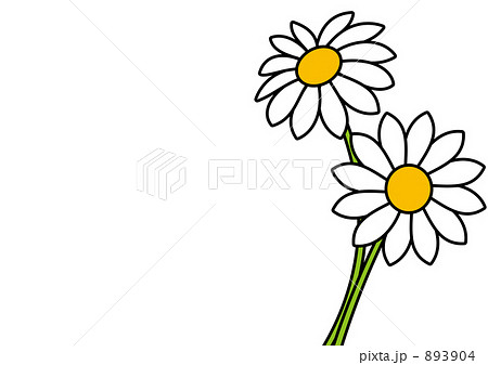 二輪の白い花のイラストのイラスト素材 3904