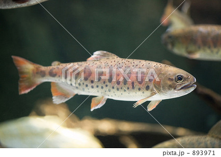 ヤマメ ヤマメ 893971