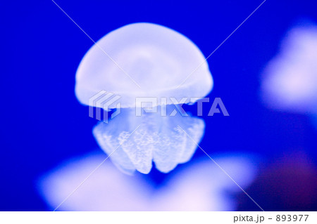 クラゲ ブルージェリーフィッシュ の写真素材 3977