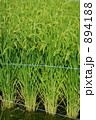 実り 894188