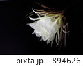 月下美人 月下美人 894626