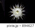 月下美人 月下美人 894627