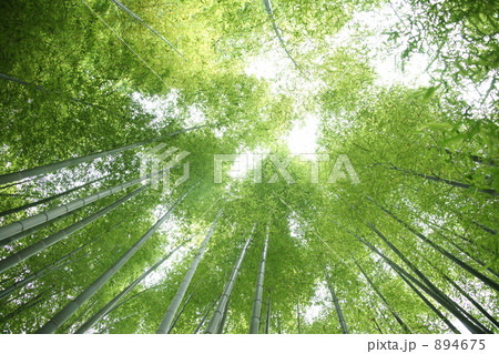 竹林の緑陰 竹林の緑陰 894675