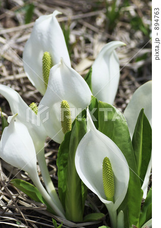 尾瀬ヶ原の三つ連なった水芭蕉 894763