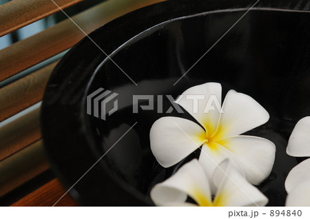 プルメリア プルメリア 894840