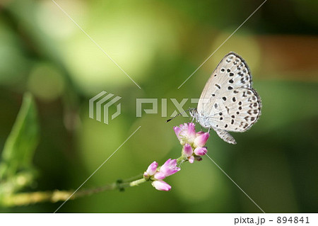 ヤマトシジミ 894841