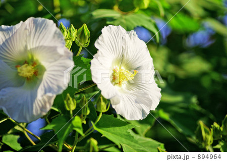 スイフヨウ 894964