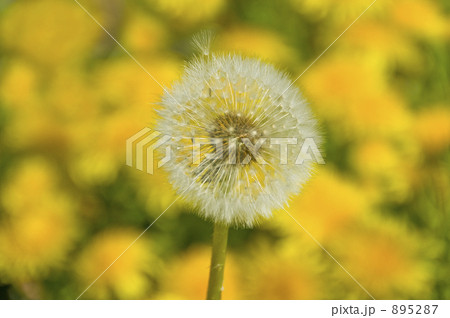 タンポポの綿毛 タンポポの綿毛 895287