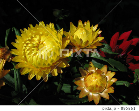 ムギワラギク 895861