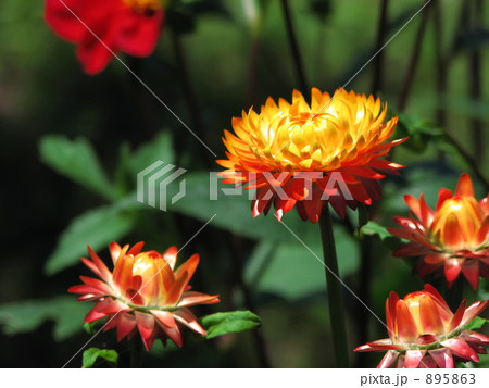 ムギワラギク 895863