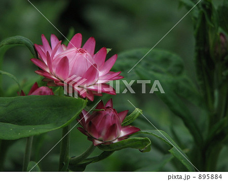 ムギワラギク 895884