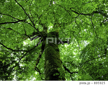 世界遺産 大台ケ原 西大台原生林 895925