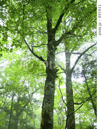 世界遺産 大台ケ原 西大台原生林 895931