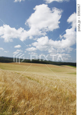 麦畑の丘 896067
