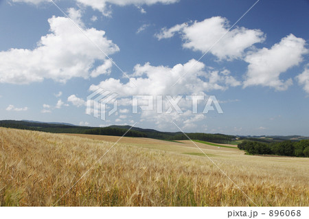 麦畑の丘 896068