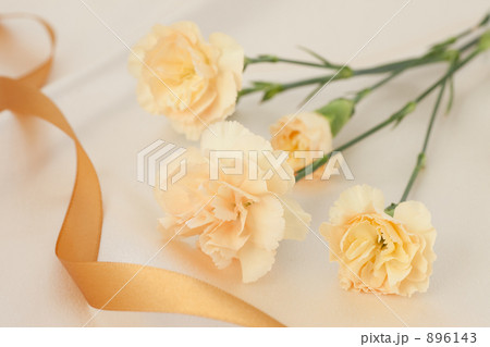 カーネーション 896143