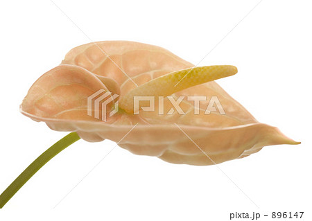 アンスリウム アンスリウム 896147