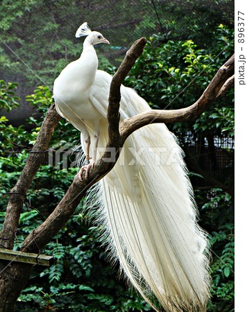 白孔雀の写真素材 6377