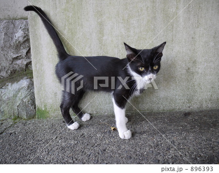 道路わきの黒猫 896393