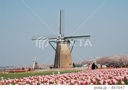 佐倉ふるさと広場　風車とチューリップ畑 897047