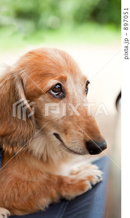 上目使いの愛犬 上目使いの愛犬 897051