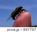 イワサキクサゼミ 897797