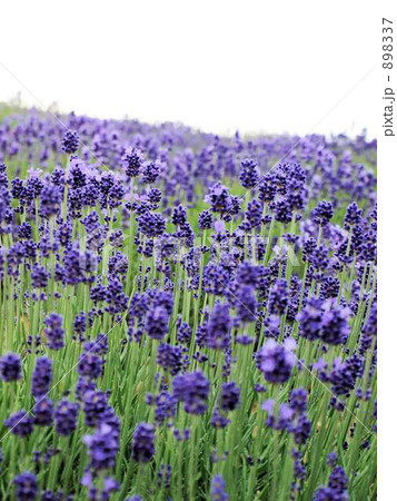 ラベンダー① 898337