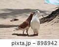 キス 898942