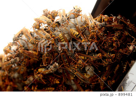 キアシナガバチ 899481