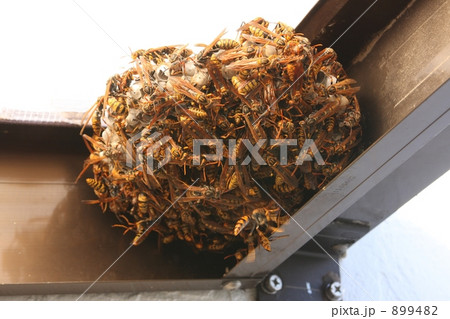 ベランダの屋根に営巣するアシナガバチ 899482