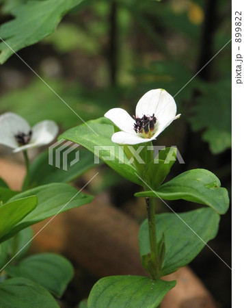 ゴゼンタチバナ ゴゼンタチバナ 899822