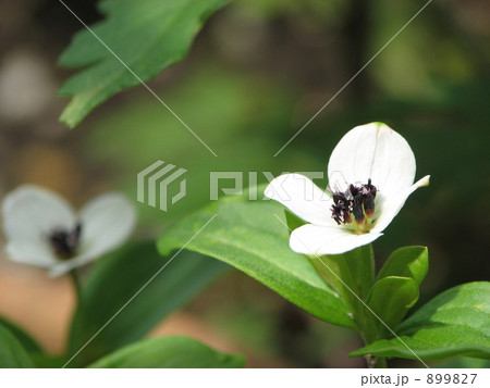 ゴゼンタチバナ ゴゼンタチバナ 899827