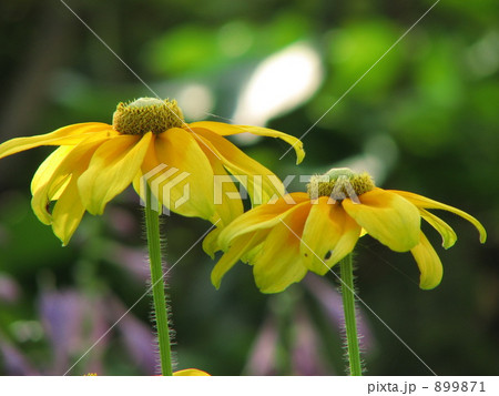 ルドベキア 899871