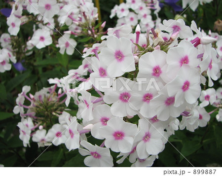 白(中がピンク)のオイランソウ 白(中がピンク)のオイランソウ 899887