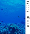 タヒチ　ランギロア水中写真 899961